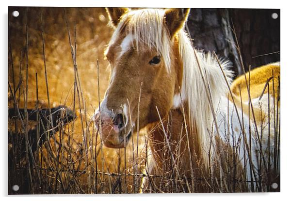  Wild Horse of Chincoteague Acrylic by Tom and Dawn Gari