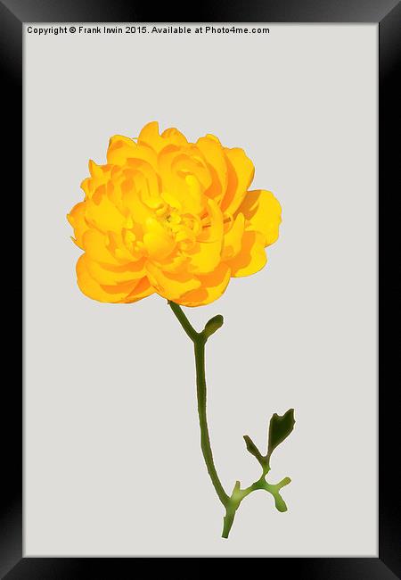 Beautiful yellow Ranunculus Framed Print by Frank Irwin