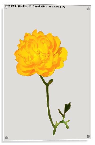 Beautiful yellow Ranunculus Acrylic by Frank Irwin