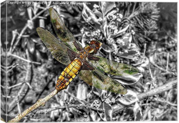 A female broad bodied chaser dragonfly  Canvas Print by Gary Pearson