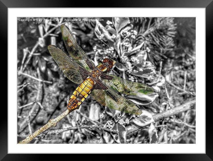 A female broad bodied chaser dragonfly  Framed Mounted Print by Gary Pearson