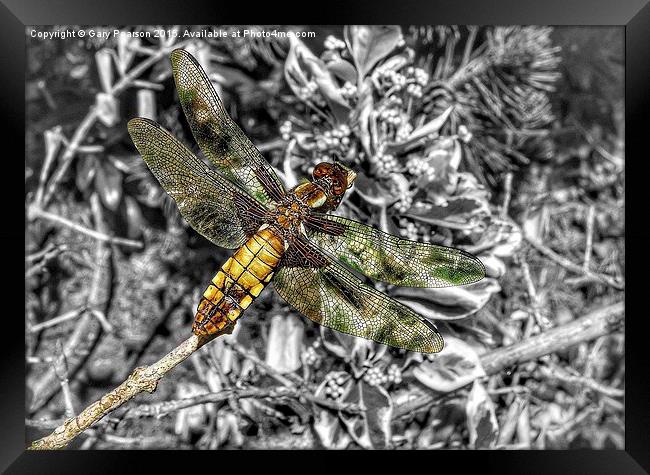 A female broad bodied chaser dragonfly  Framed Print by Gary Pearson