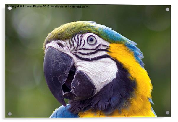  blue-and-gold macaw Acrylic by Thanet Photos