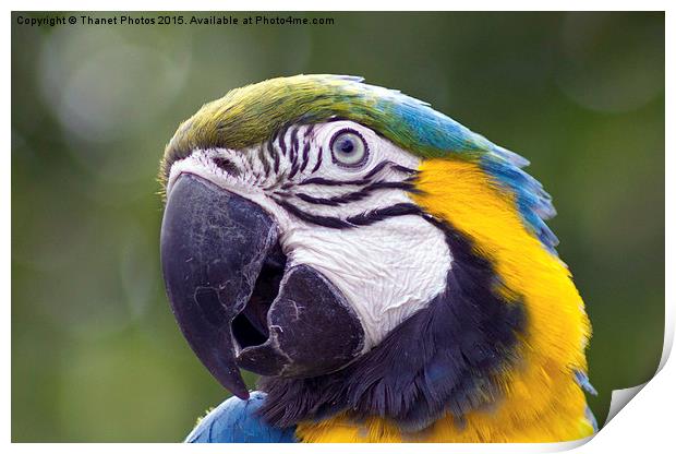  blue-and-gold macaw Print by Thanet Photos