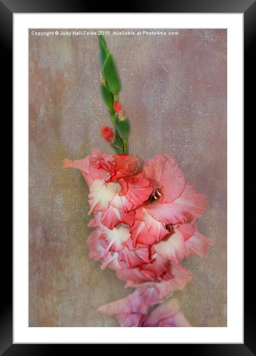  Coral and White Gladiolas Framed Mounted Print by Judy Hall-Folde