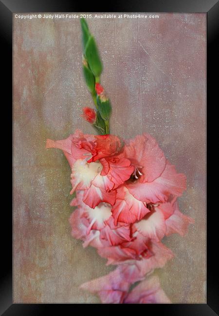  Coral and White Gladiolas Framed Print by Judy Hall-Folde