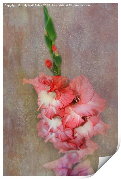  Coral and White Gladiolas Print by Judy Hall-Folde