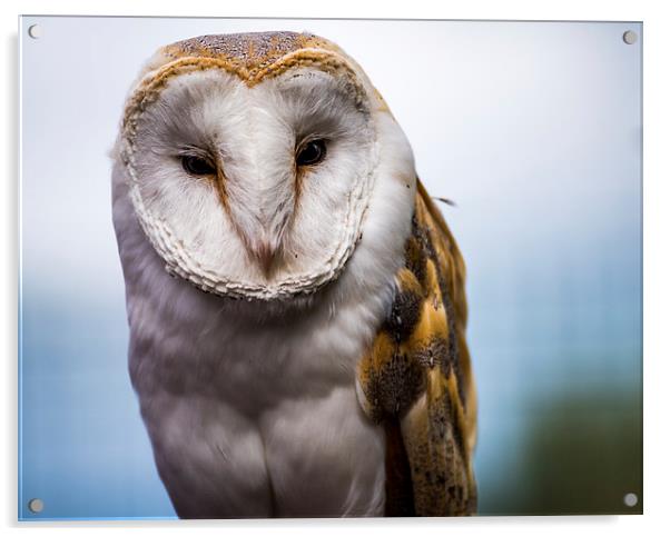  The Barn Owl Acrylic by Tony Emery