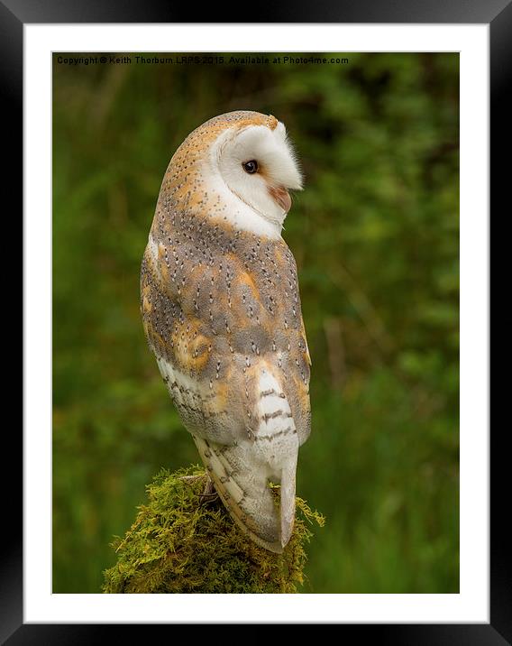  Barn Owl Framed Mounted Print by Keith Thorburn EFIAP/b