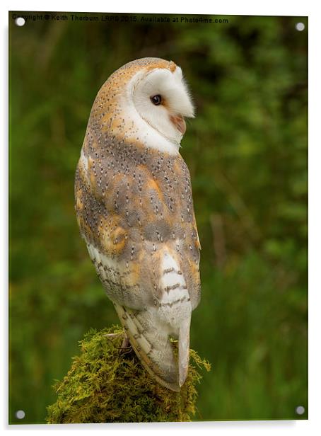  Barn Owl Acrylic by Keith Thorburn EFIAP/b
