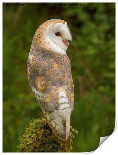  Barn Owl Print by Keith Thorburn EFIAP/b