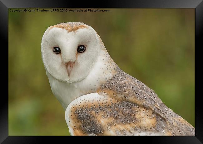 Barn Owl Framed Print by Keith Thorburn EFIAP/b
