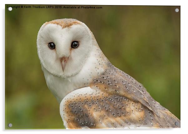 Barn Owl Acrylic by Keith Thorburn EFIAP/b