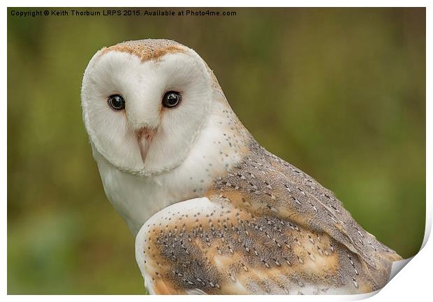 Barn Owl Print by Keith Thorburn EFIAP/b
