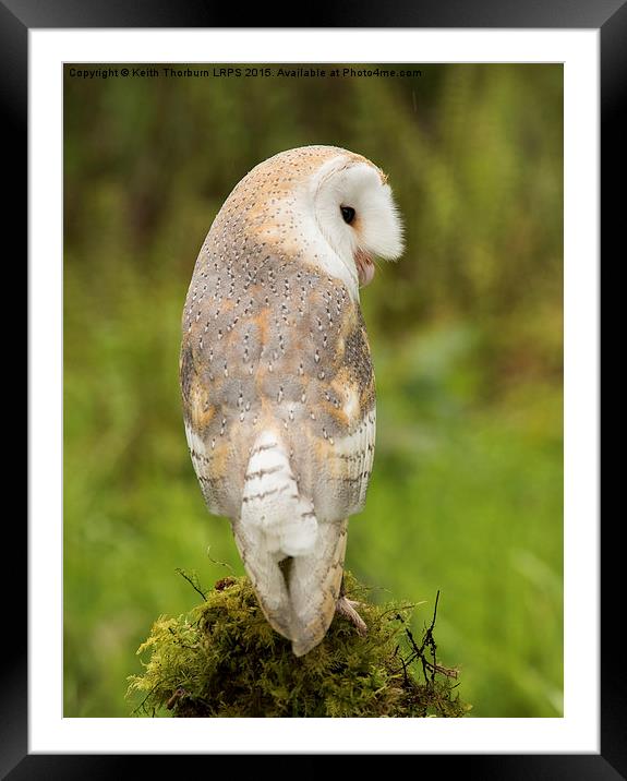 Barn Owl Framed Mounted Print by Keith Thorburn EFIAP/b