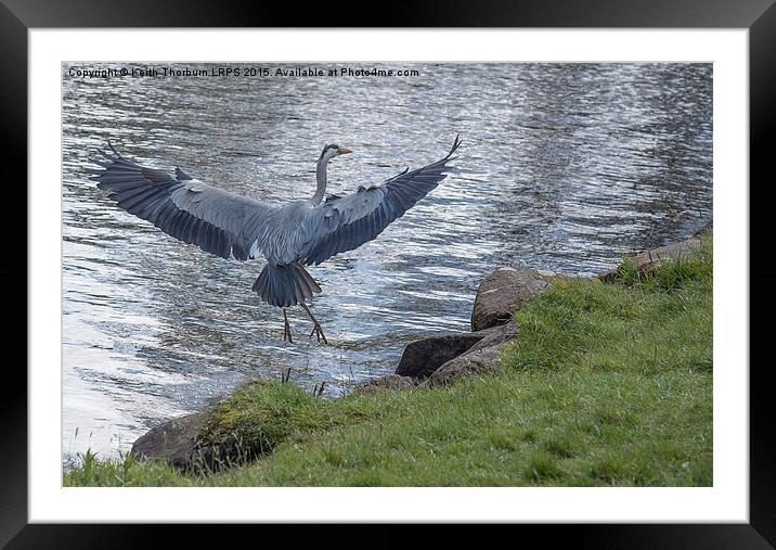 Grey Heron Framed Mounted Print by Keith Thorburn EFIAP/b