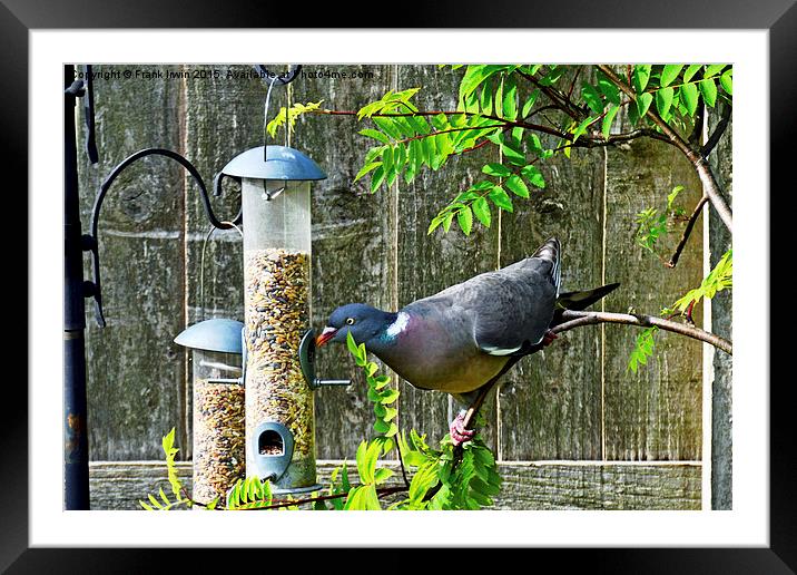  Common Wood Pigeon feeding in garden. Framed Mounted Print by Frank Irwin