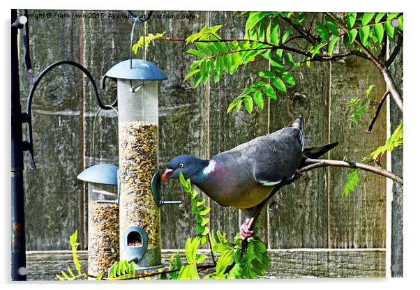  Common Wood Pigeon feeding in garden. Acrylic by Frank Irwin
