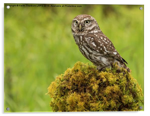 Little Owl Acrylic by Keith Thorburn EFIAP/b