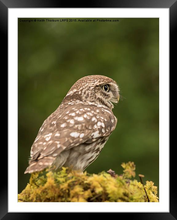 Little Owl Framed Mounted Print by Keith Thorburn EFIAP/b