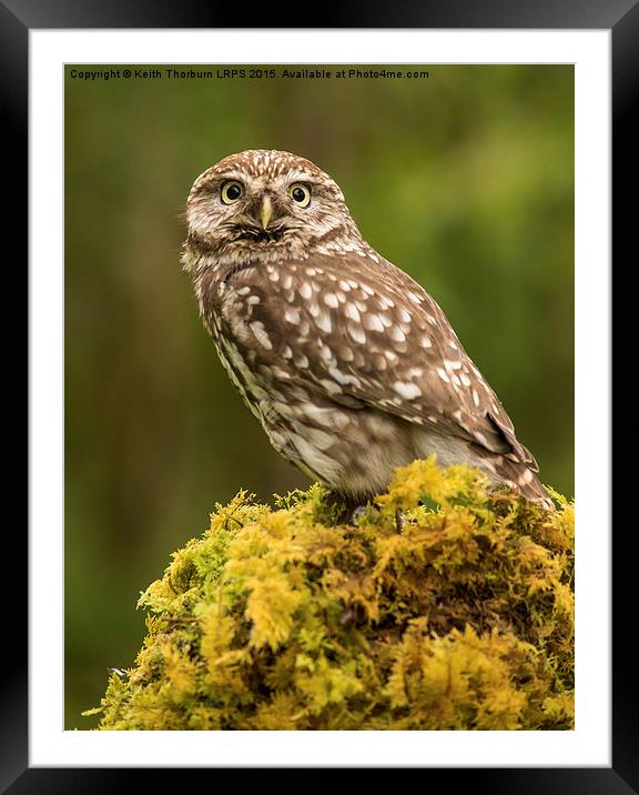 Little Owl Framed Mounted Print by Keith Thorburn EFIAP/b