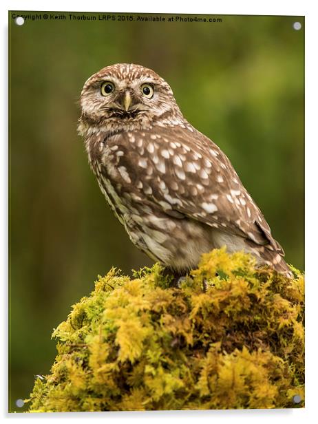 Little Owl Acrylic by Keith Thorburn EFIAP/b