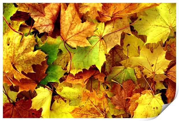 AUTUMN LEAVES Print by Ray Bacon LRPS CPAGB