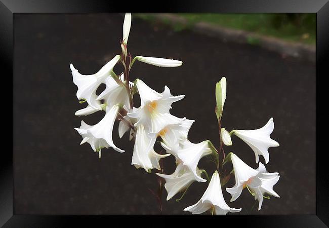 white lilies Framed Print by Adrian Bud