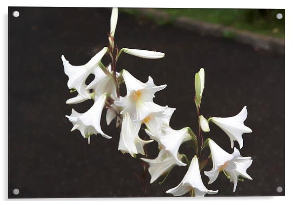 white lilies Acrylic by Adrian Bud