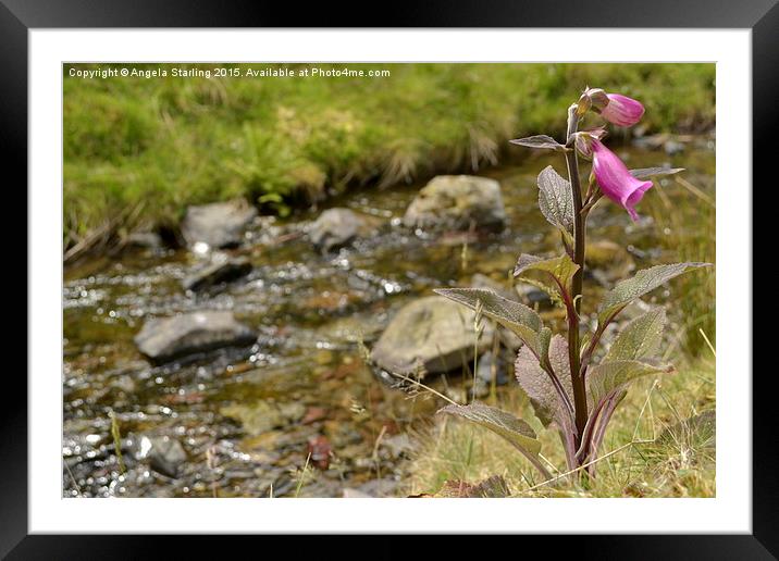  Foxglove infront of a sparkling stream. Framed Mounted Print by Angela Starling