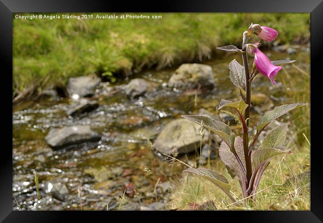  Foxglove infront of a sparkling stream. Framed Print by Angela Starling