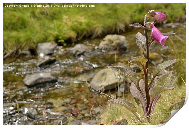  Foxglove infront of a sparkling stream. Print by Angela Starling