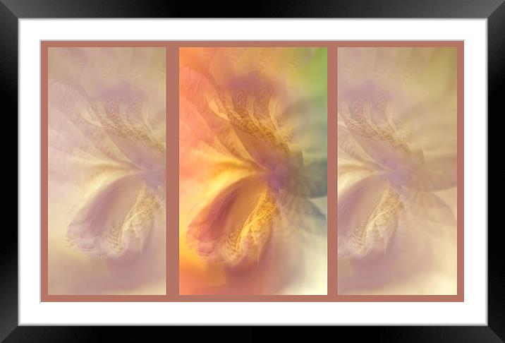  Ethereal Life. Tryptich. Interior Ideas Framed Mounted Print by Jenny Rainbow