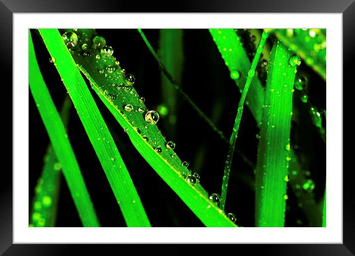  Grass Drops Framed Mounted Print by Tony Emery