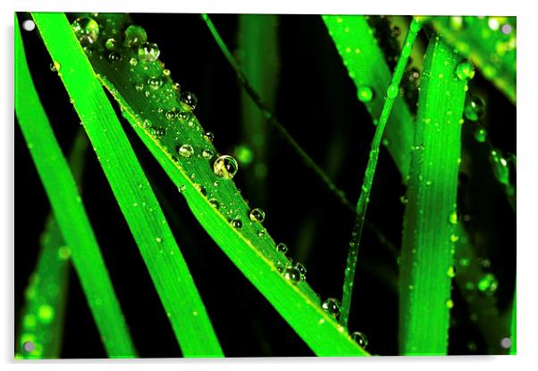  Grass Drops Acrylic by Tony Emery