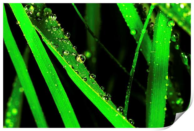  Grass Drops Print by Tony Emery