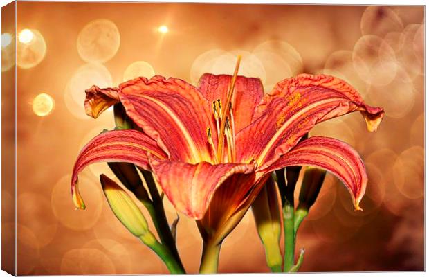 Lily's R Us  by JCstudios Canvas Print by JC studios LRPS ARPS