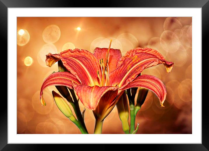 Lily's R Us  by JCstudios Framed Mounted Print by JC studios LRPS ARPS