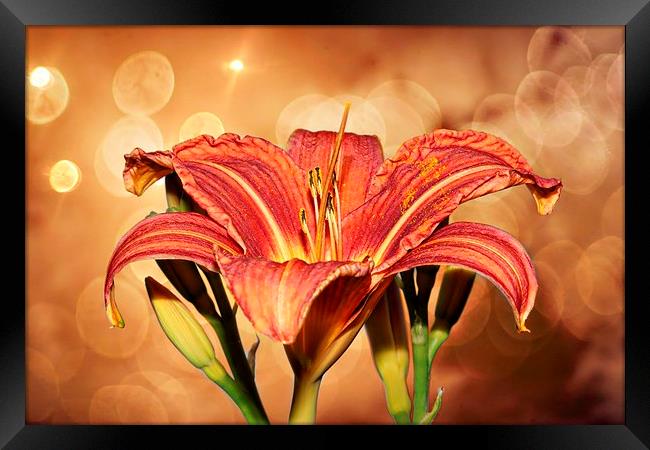 Lily's R Us  by JCstudios Framed Print by JC studios LRPS ARPS