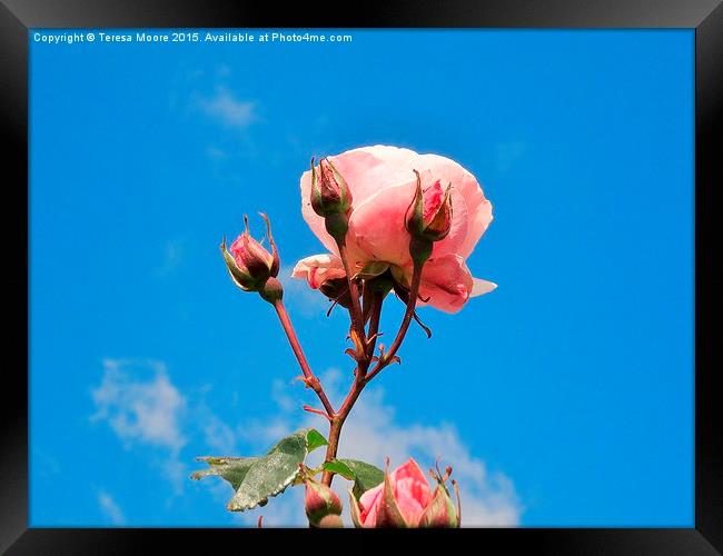  Tea Rose  Framed Print by Teresa Moore