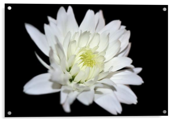 Chrysanthemum Acrylic by Stephen Mole