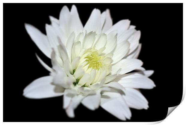 Chrysanthemum Print by Stephen Mole