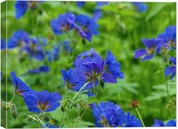 Wild Flowers Canvas Print by Victor Burnside