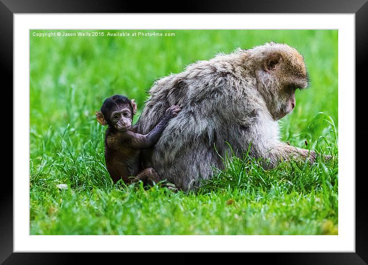 Baby Barbary macaque climbing up its mother Framed Mounted Print by Jason Wells