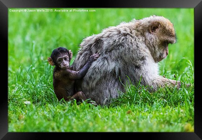 Baby Barbary macaque climbing up its mother Framed Print by Jason Wells