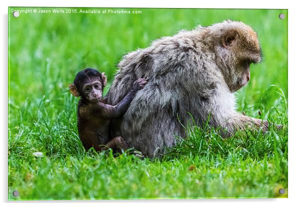 Baby Barbary macaque climbing up its mother Acrylic by Jason Wells