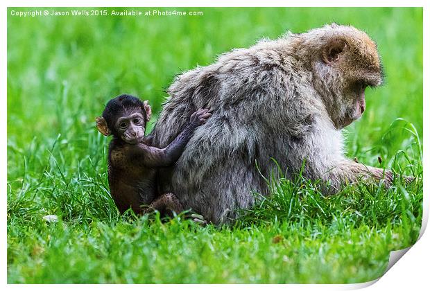 Baby Barbary macaque climbing up its mother Print by Jason Wells