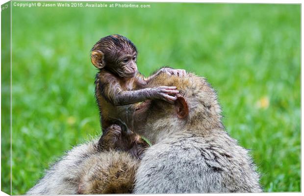  Baby Barbary macaque inspecting its mother Canvas Print by Jason Wells