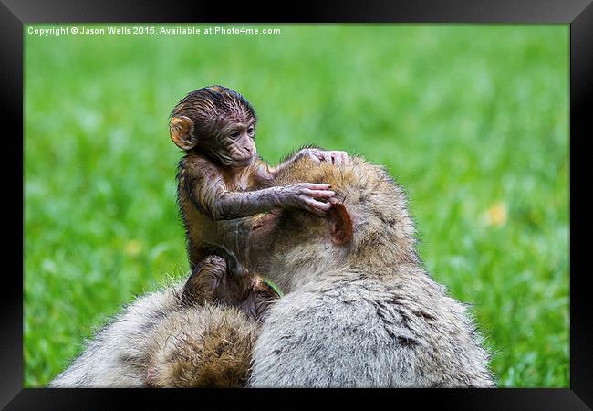 Baby Barbary macaque inspecting its mother Framed Print by Jason Wells