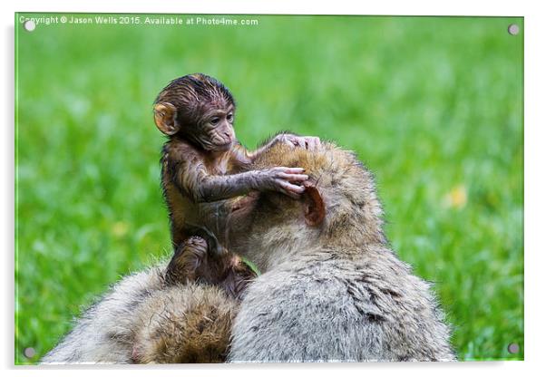  Baby Barbary macaque inspecting its mother Acrylic by Jason Wells